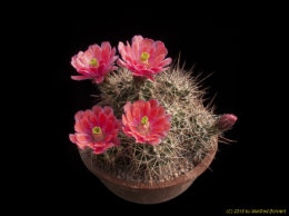 Echinocereus coccineus 1643